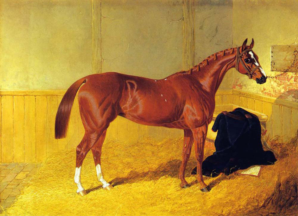 our nell a bay racehorse in a stable